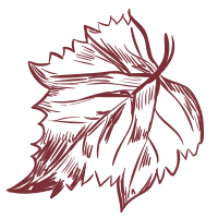 feuille de vigne